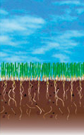 Slit Seeding: Panel 3