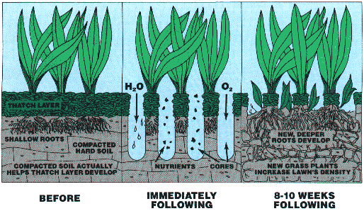 Aerating cheap new lawn