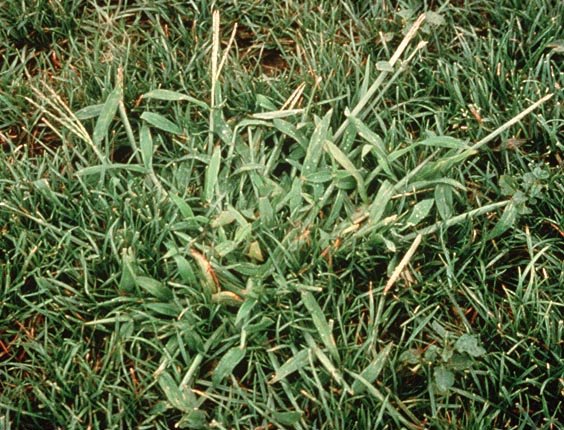 Crabgrass